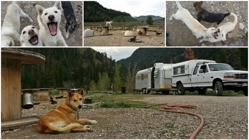 Just a Musher